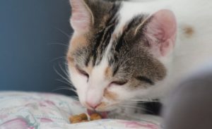 cat eating