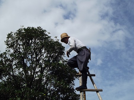 man climbing tree
