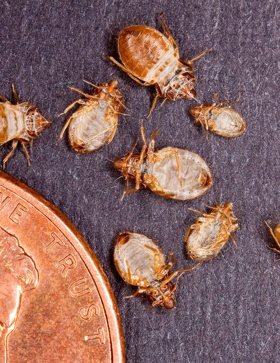 falling bed bugs