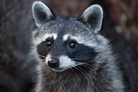 racoon