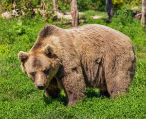 wandering bear