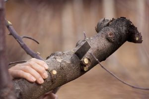 tree pruning